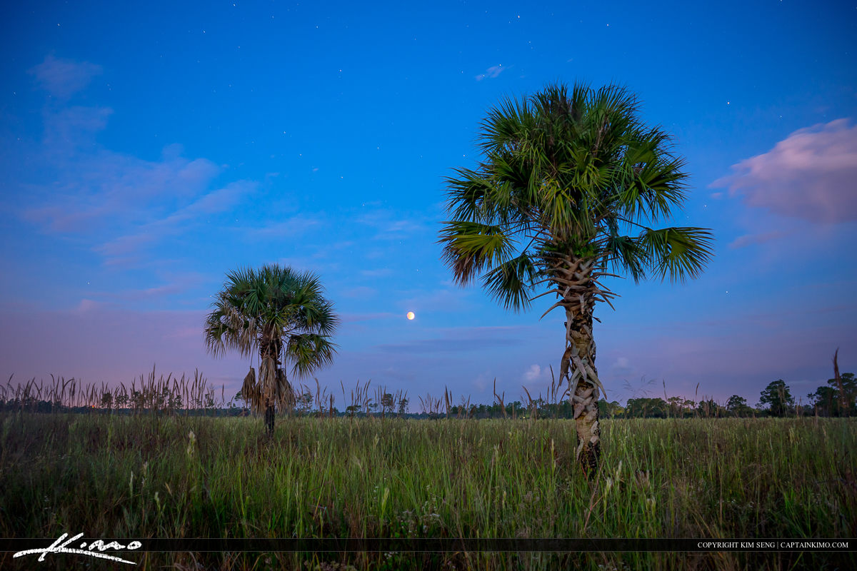 Blood Moon Lunar Eclipse Over Florida Wetlands