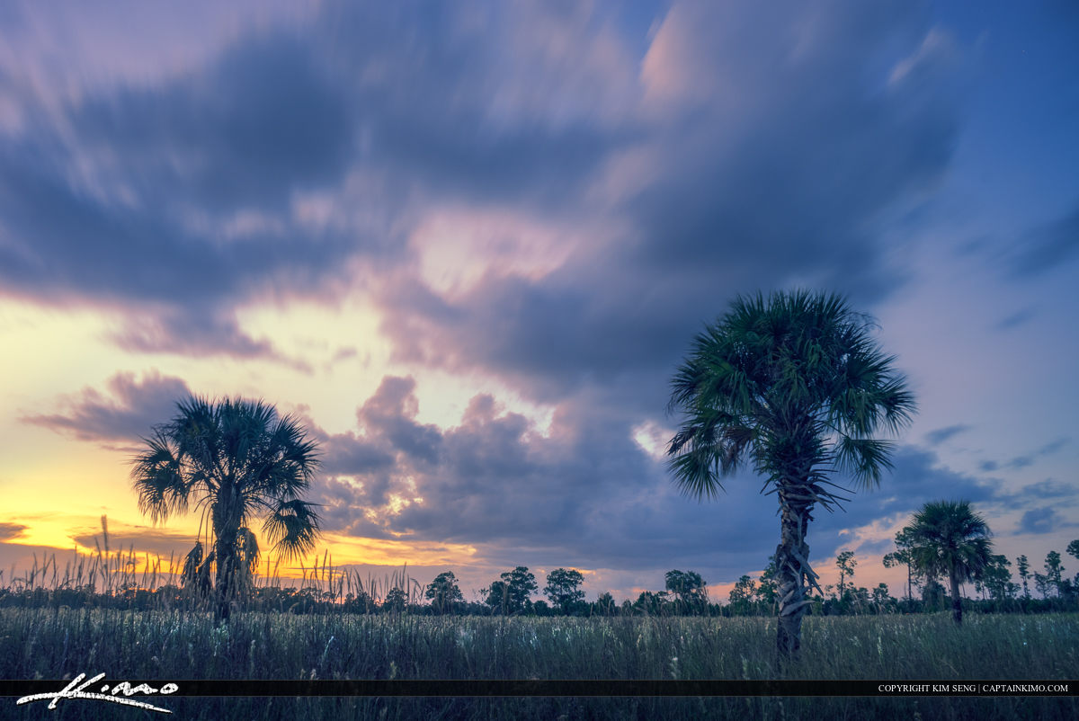 Florida Wetland Landscape Palm Tree under Clouds