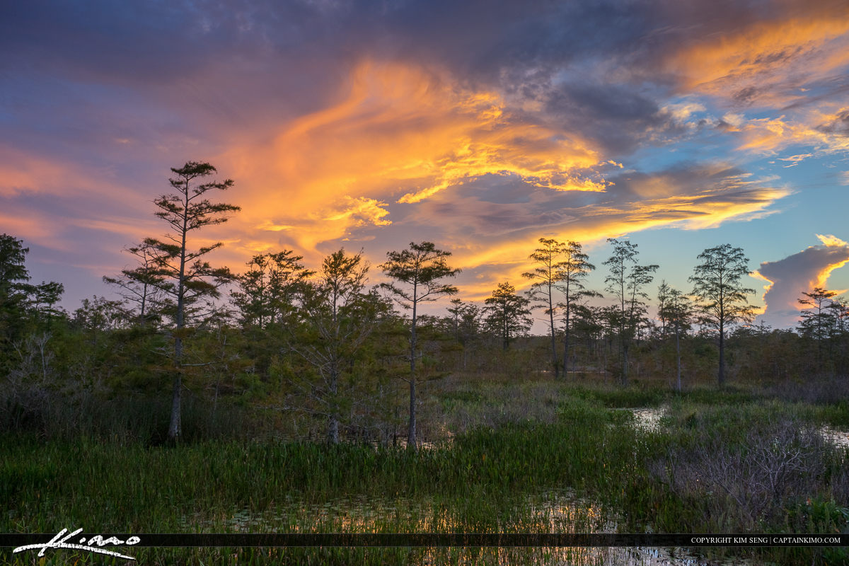 Wetlands Sunset Florida Landscape Cypress Tree Marsh
