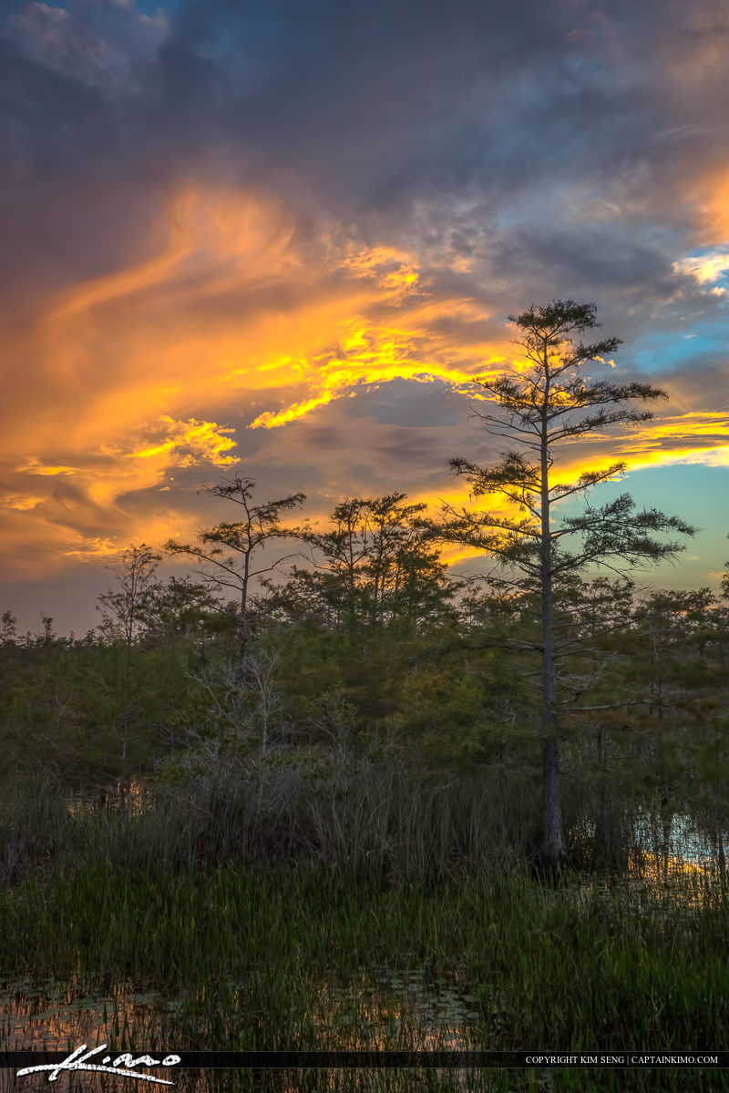 Wetlands Sunset Florida Landscape Marshy Area