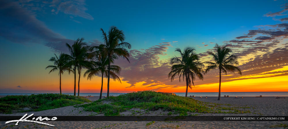 Coconut Palm Tree Sunrise Beach Singer Island Panorama