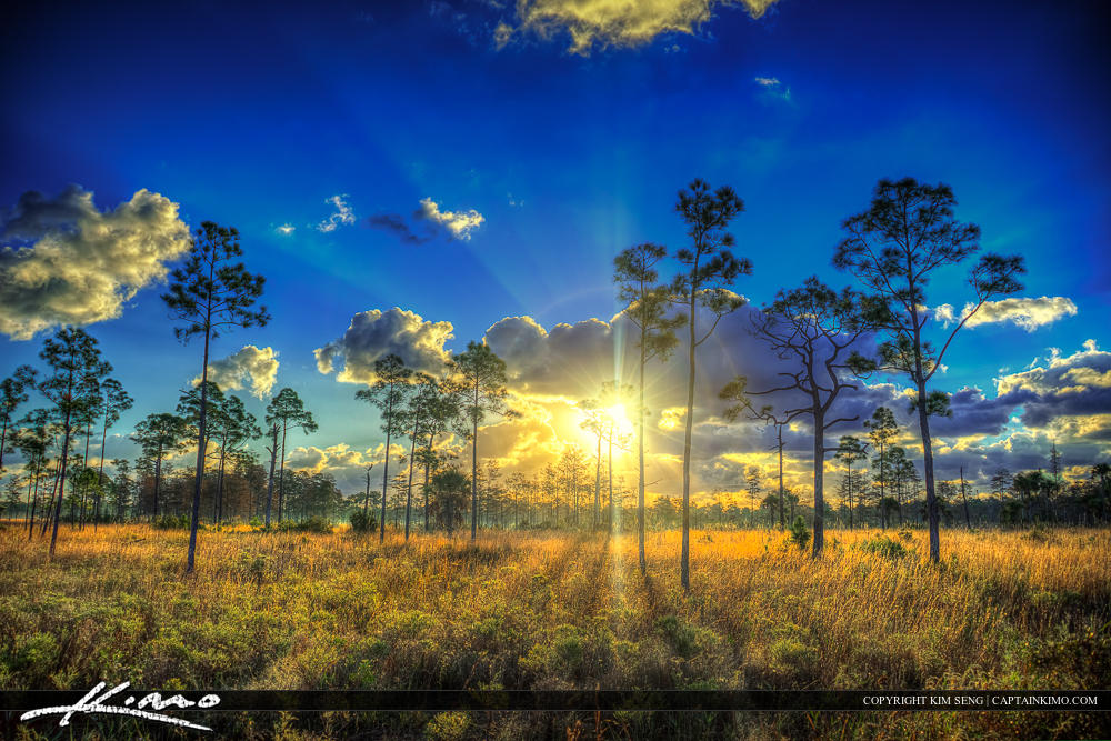 Florida Landscape Sunrise Over Pine Forest