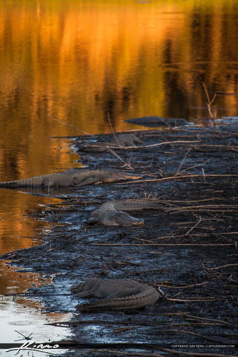 Paynes Prairie Gainesville Florida Alligators Basking in Sun