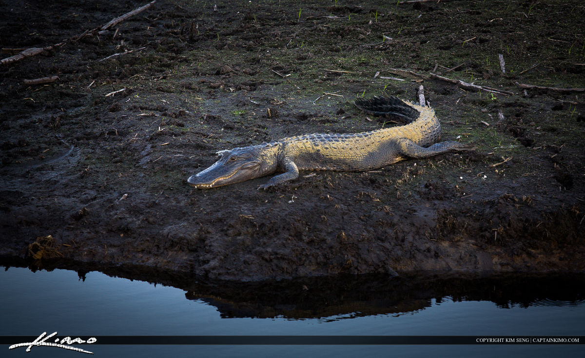 Paynes Prairie Gainesville Florida Gator Covered in Dirt