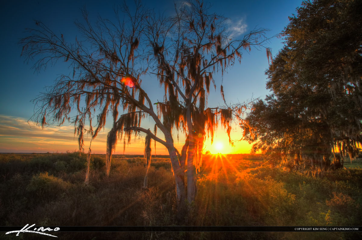 Paynes Prairie Gainesville Florida Sunset Two Trees