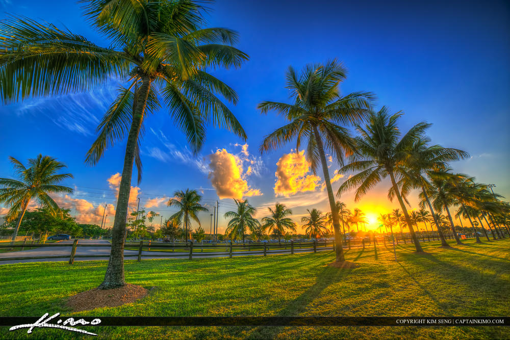 Wellington Florida Coconut Palm Tree Sunset Village Park