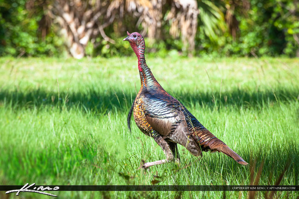 Wild Turkey Thanksgiving 2014