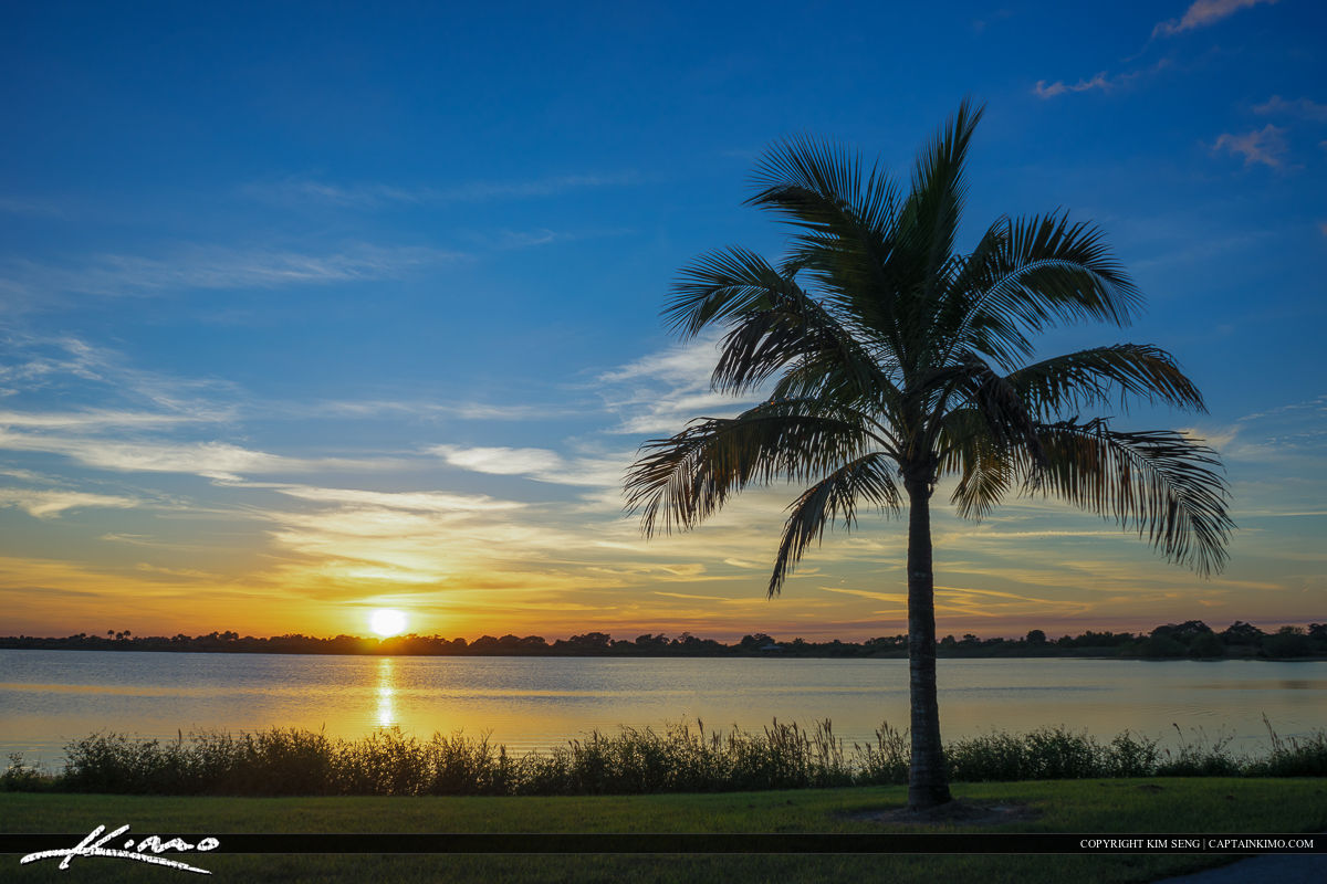Coconut Tree at Lake in Boca Raton Florida Park