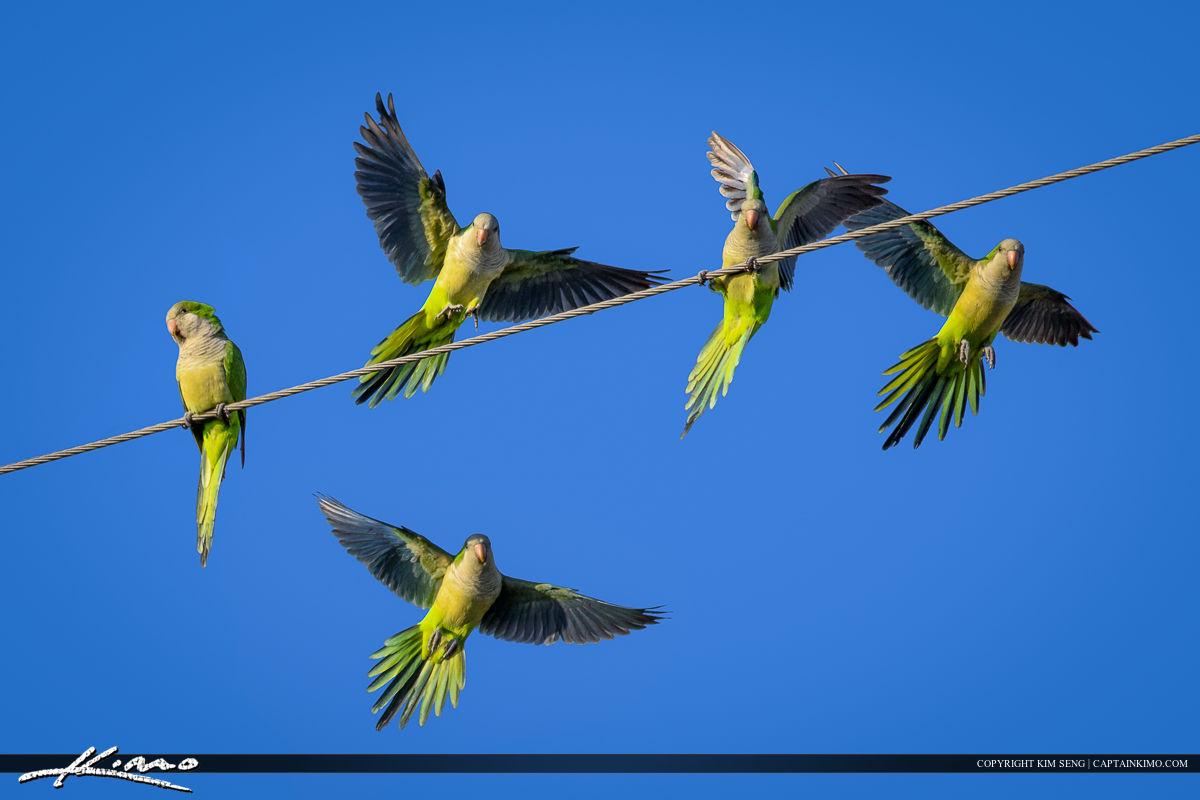 Parrots in Flight Landing on Wire
