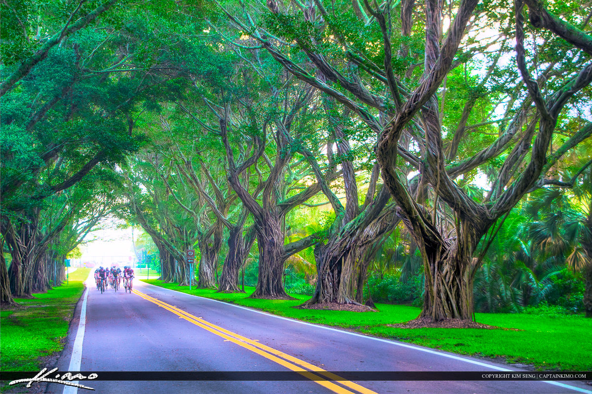 Riding Bicycle On Road Under Banyan Tree