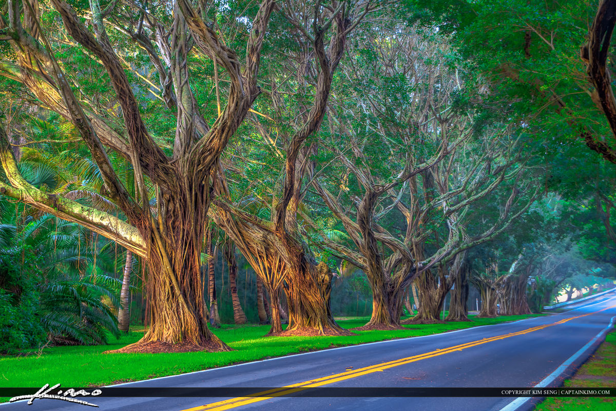 Road with Trees in Hobe Sound Florida