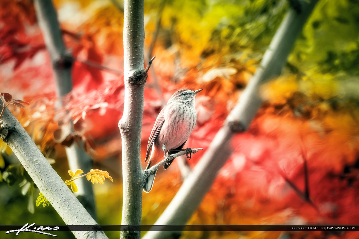 Small Warbler on Moringa Tree of Life