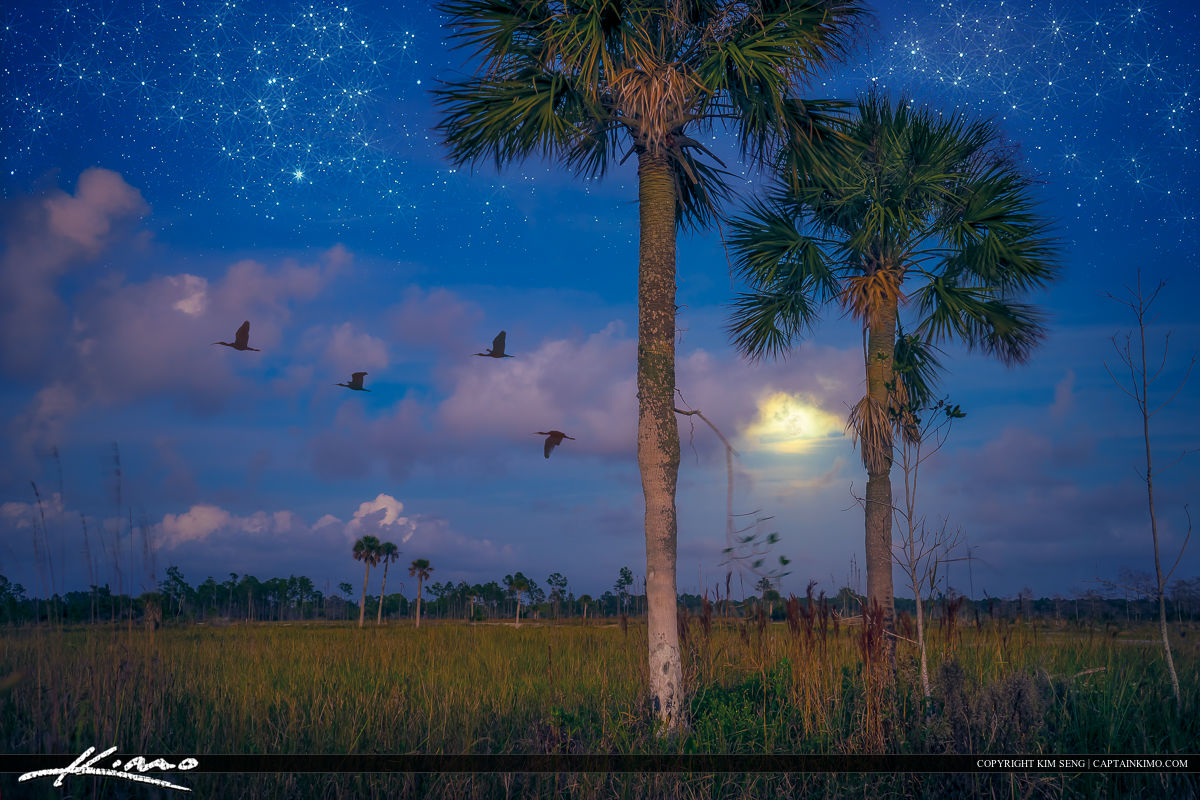Starry Night Wetlands Florida Landscape